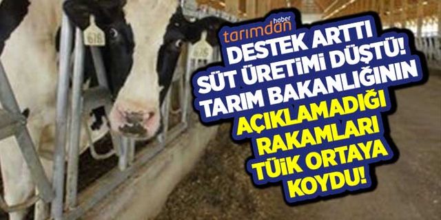 Destek arttı süt üretimi düştü! 1 lira çiğ süt prim desteği de dişi hayvan kesimine engel olamadı!