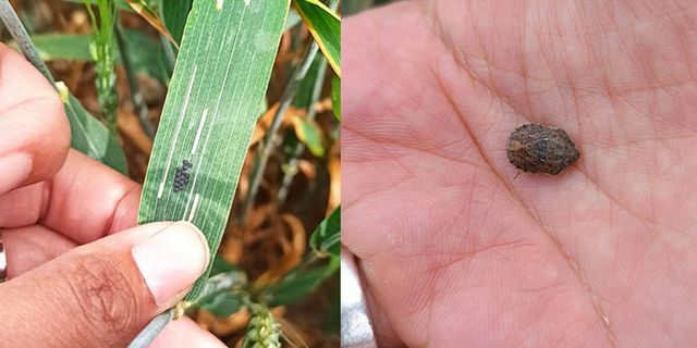 Buğdayın ana zararlısı süne böceği ile mücadele nasıl yapılmalı? İl Müdürlüğünden önemli uyarı!