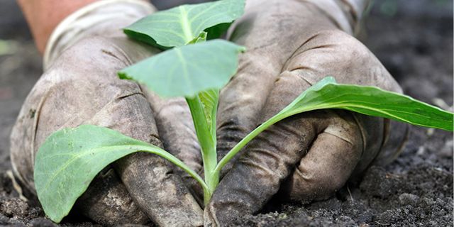Çiftçi Sen’den çarpıcı 2016 yılı tarım raporu: “Tarım iflas etti!”