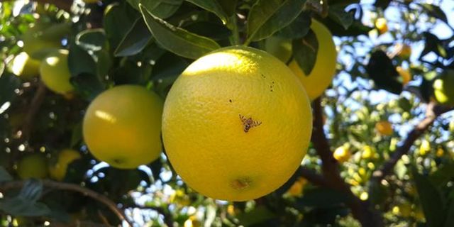 Akdeniz meyve sineği mücadelesi başladı