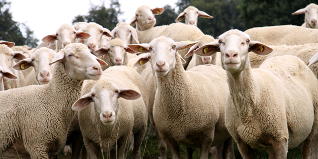 Bolu’da anaç koyun için askı listeleri yayınlandı