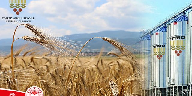 Tarım İl Müdürlüğü açıkladı TMO ile görüşmeler olumlu sonuçlandı çiftçiden buğday arpa alımı yapılacak