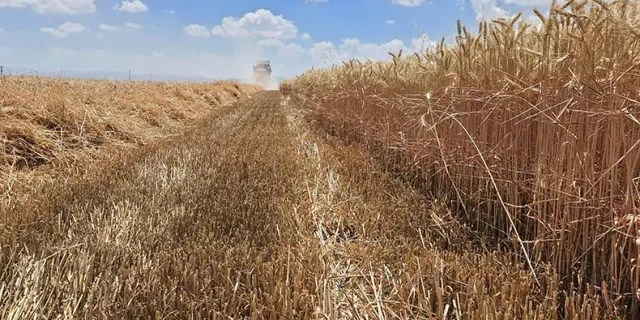 Tarım İl Müdürlüğünden çiftçiye önemli duyuru: TMO buğday arpa prim destekleri ödeniyor!