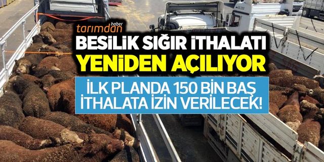 Besilik sığır ithalatında kapılar yeniden açılıyor! Avrupa ve Güney Amerika’dan 150 bin baş besilik sığır ithal edilecek