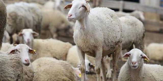 Tarım İl Müdürlüğü çağrı yaptı! Yetiştiriciyi yakından ilgilendiriyor! Destekleme başvurusu 2 Aralık'ta sona eriyor!