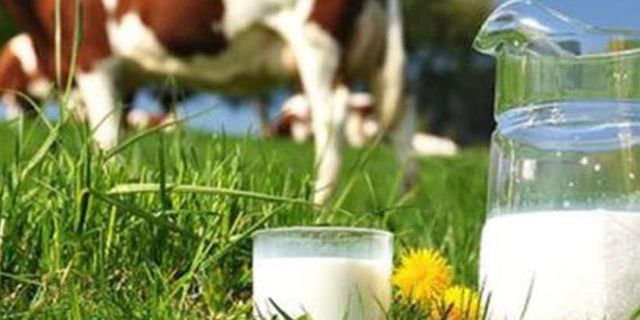 20 kuruşluk çiğ süt desteklemesi duyurusu! İcmaller Salı günü askıya çıkarılıyor!
