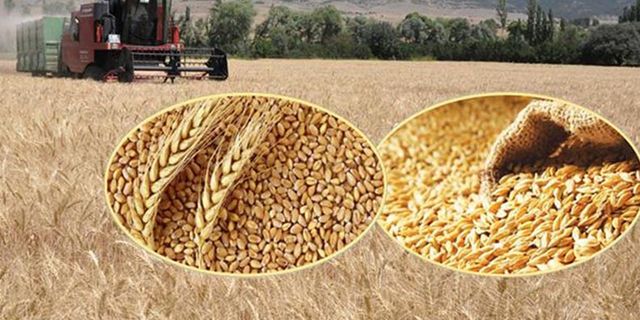 Buğday arpa prim desteğinde çiftçiye önemli uyarı! Zamanında başvuru yapmayanların başvuruları kabul edilmeyecek! 