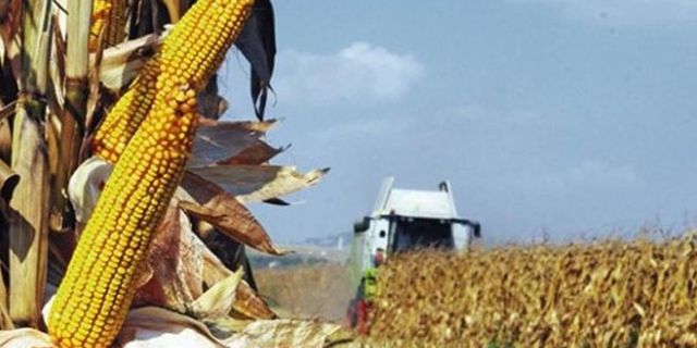 Tarım İl Müdürlüğünden önemli duyuru: TMO besici, yetiştirici ve yem fabrikalarına 5500 TL'den mısır satacak!