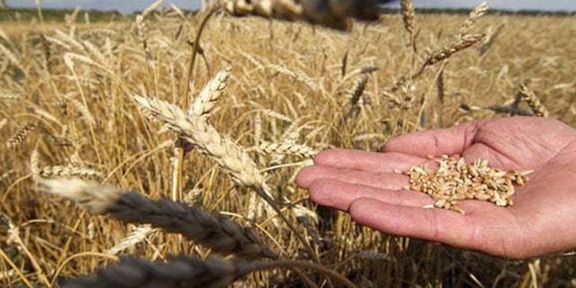 Buğday fiyatları haftanın ilk günü sert yükseldi! 13 Eylül buğday, arpa, mısır fiyatları 
