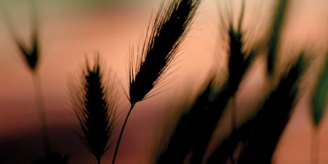 Rusya tahıl anlaşmasına katılımını askıya aldı! Bu karar buğday fiyatlarını nasıl etkileyecek?