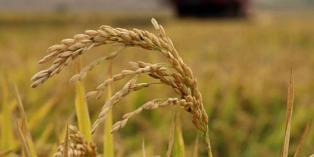 Buğday, arpa, mısır borsalarında trend yükseliş! İşte 10 Nisan 2023 hububat fiyatları