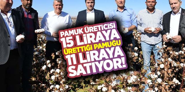 Pamuk üreticisi 15 liraya ürettiği pamuğu 11 liraya satıyor!