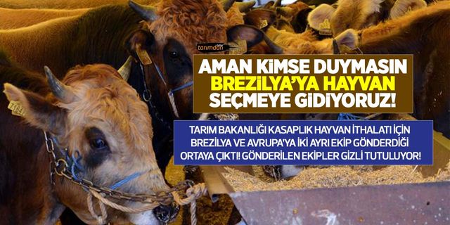 Tarım Bakanlığı hayvan ithalatını hızlandırdı! Gizli iki ayrı ekip gönderildi! Brezilya ve Avrupa'da hayvan seçiyorlar!