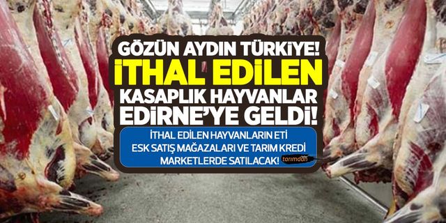 Macaristan'dan İthal edilen hayvanlar Edirne'de kesilerek Tarım Kredi Marketler ve ESK satış mağazalarında satılacak!