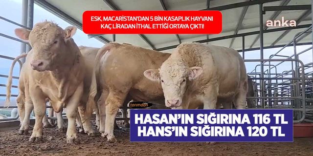 ESK Macaristan'dan 5 bin kasaplık sığırı kaç liraya ithal edecek? Yerli üretici Hasan'ı üzen hayvan ithalatı! 