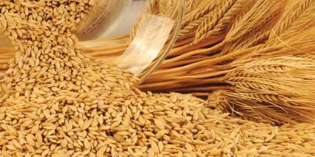 Buğday, arpa, mısır borsalarında kafalar karışık! 20 Mart 2023 hububat fiyatları