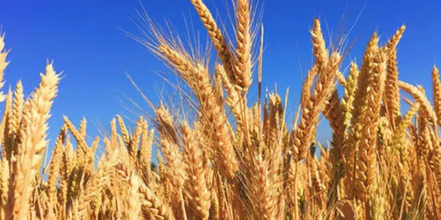 Buğday, arpa, mısır borsalarında volatilite düşüşü gösteriyor! İşte 24 Nisan 2023 hububat fiyatları