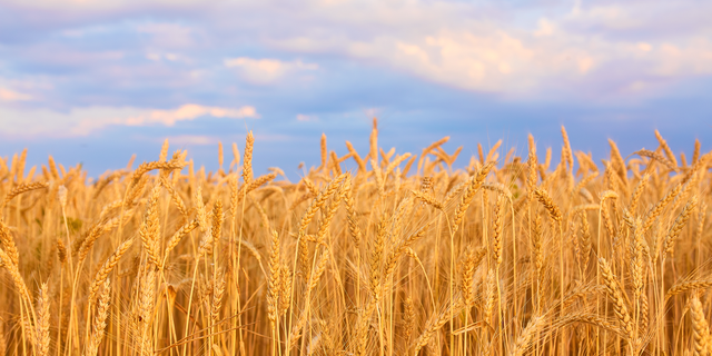 Buğday, arpa, mısır borsalarında sert inişli çıkışlı tablo! İşte 17 Nisan 2023 hububat fiyatları