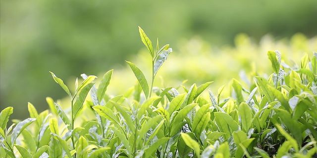 Yaş çay farkları geçen sene üretim sezonunda satılan dozaja göre hesaplanacak