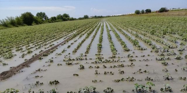 Yağışlar afetzede çiftçilerde beklentiyi artırdı