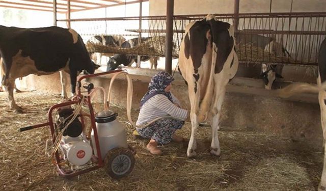 Süt üreticisinin başı konkordato ile dertte!