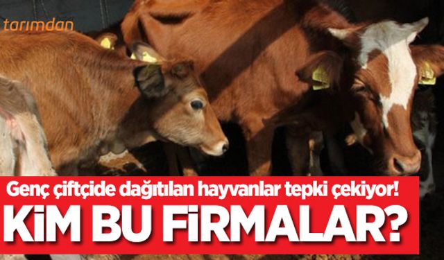 Genç çiftçide hayvanlar hangi firmalardan alınıyor?