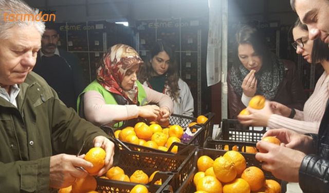 Rus veteriner hekimler Akdeniz meyve sineği için geldiler