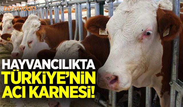 Hayvancılıkta Türkiye’nin acı karnesi!