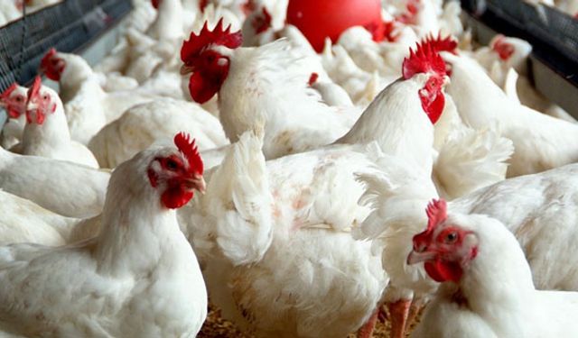 Üretimi durdurmaya hazırlanıyorlar