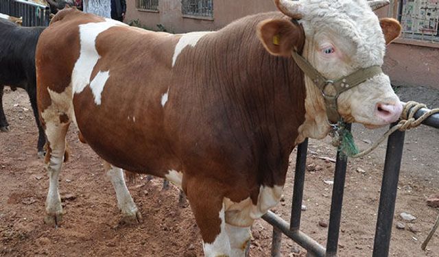 Hayvan sayısı arttı maliyetler de arttı: Kurbanlıklar yüzde 10 zamlı olacak!