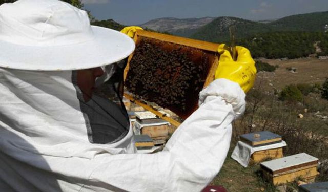 Arı yetiştiricileri desteklemelerini almaya başladılar