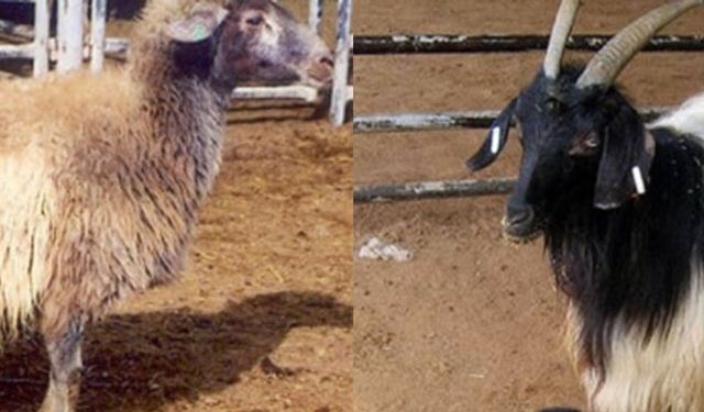 Norduz koyunu ve keçisi için araştırma merkezi kuruldu!