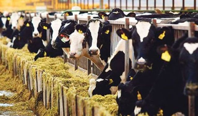 Veterinerler artık e-reçete ile ilaç verecek