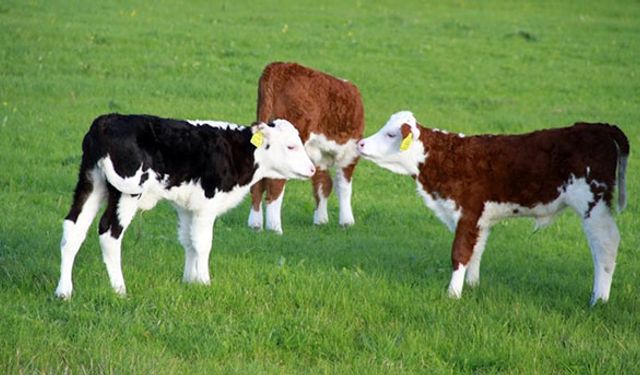 Hayvancılıkta en önemli destek başvuruları başladı!