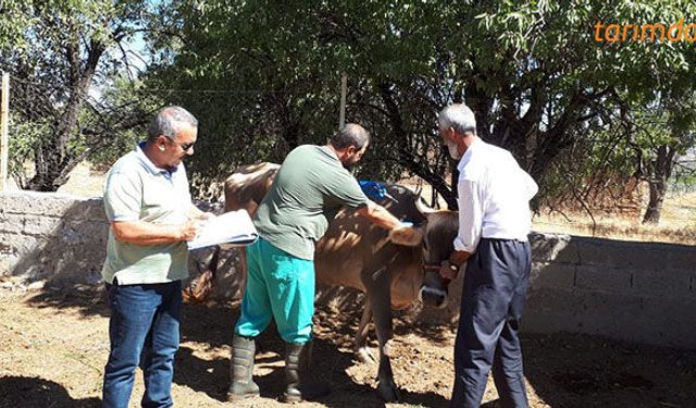 Şap aşı kampanyası başladı