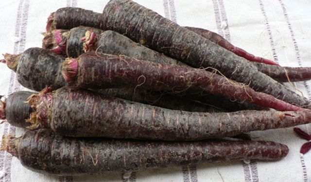 Mor havuç 25 ülkeye gönderiliyor