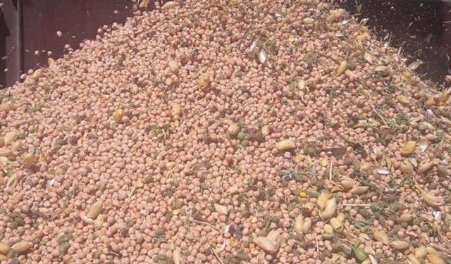 Bitlis’te nohut hasadı başladı