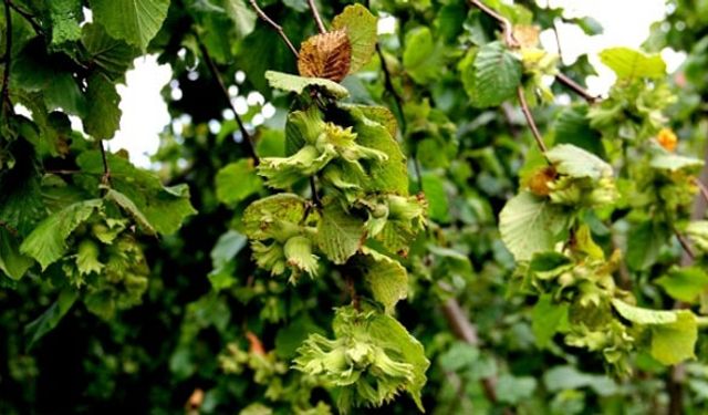 Fındık üreticilerine önemli uyarı