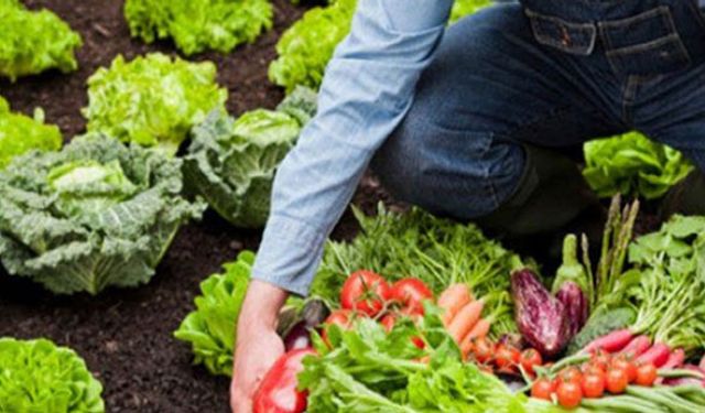 Büyükşehirden organik tarıma destek