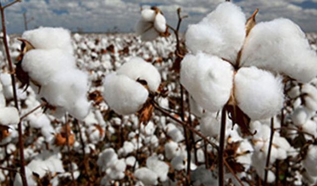 Pamuk alım fiyatı çiftçinin yüzünü güldürdü