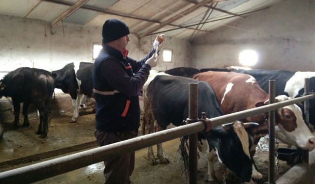 124 bin büyük ve 121 bin küçükbaş hayvan aşılanacak