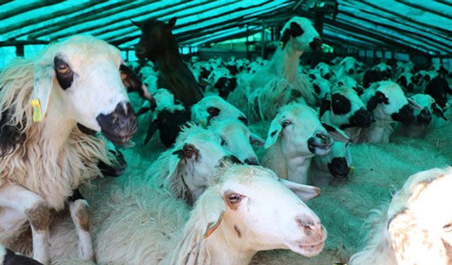 Anaç Koyun-Keçi desteğini kaçırmayın!