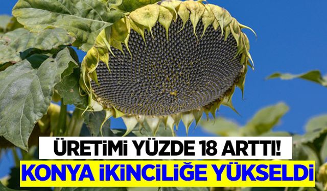 Konya ayçiçeği üretiminde ikinciliğe yükseldi