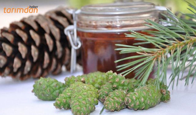 Bal ormanı sayısı artıyor!