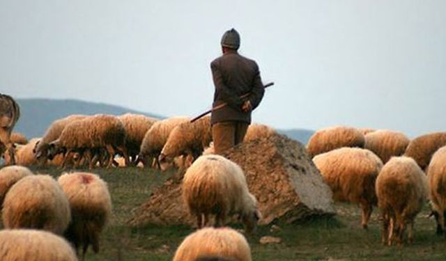 Çoban ithal edeceğiz