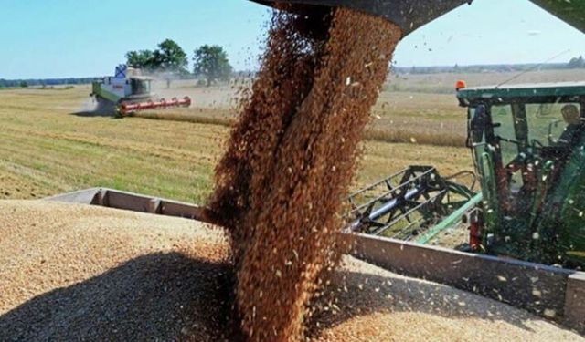 Buğday çiftçisi için 2019 kolay bir yıl olmayacak!