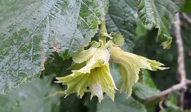 Fındıkta küllenme hastalığına karşı önemli açıklama