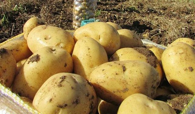 Patates fiyat artışında dünyayla yarışıyoruz!
