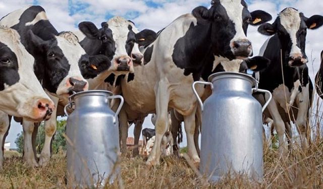 Süt üreticisi köşeyi dönecek!