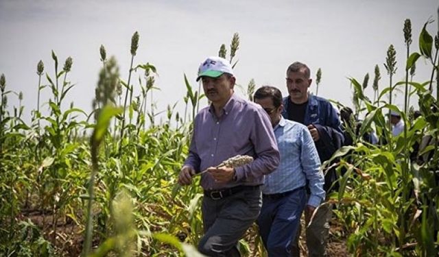 TİGEM’in Sudan’da kiraladığı tarım arazisi darbeden zarar görecek mi?